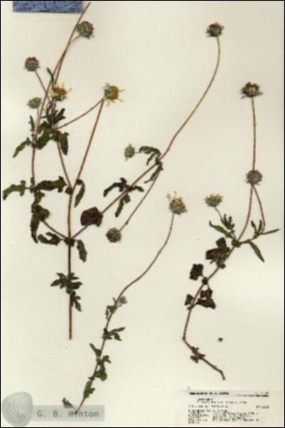 URN_catalog_HBHinton_herbarium_21170.jpg.jpg
