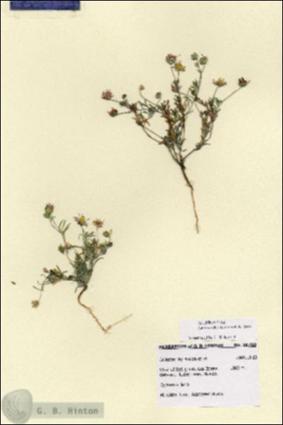 URN_catalog_HBHinton_herbarium_28750.jpg.jpg