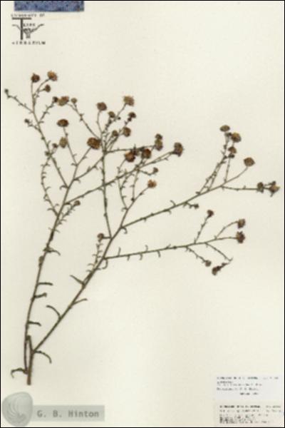 URN_catalog_HBHinton_herbarium_25553.jpg.jpg