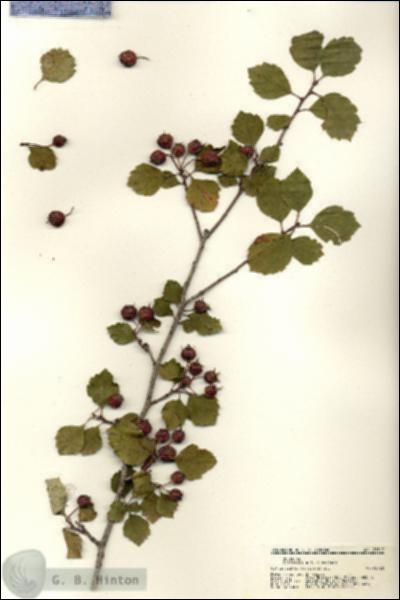 URN_catalog_HBHinton_herbarium_21317.jpg.jpg