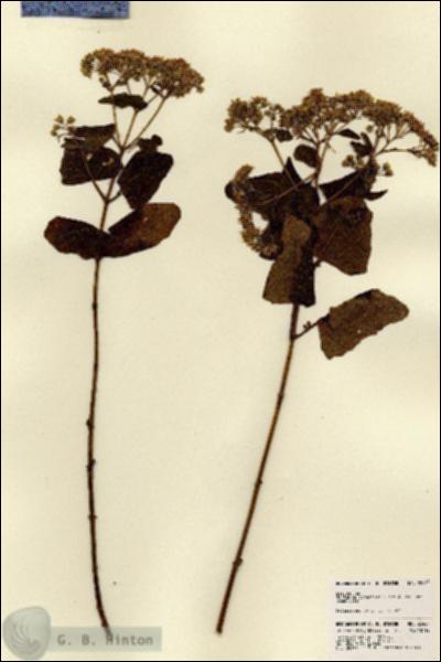 URN_catalog_HBHinton_herbarium_22464.jpg.jpg