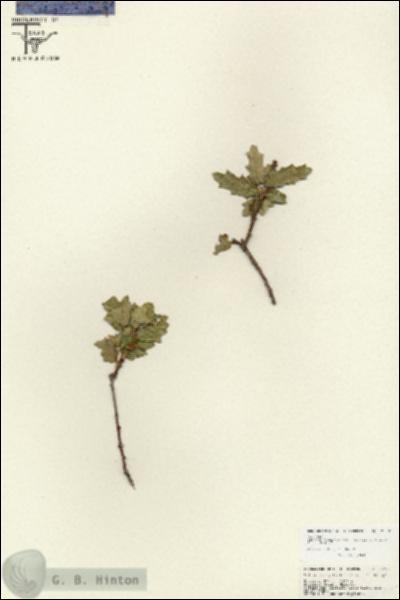 URN_catalog_HBHinton_herbarium_25795.jpg.jpg