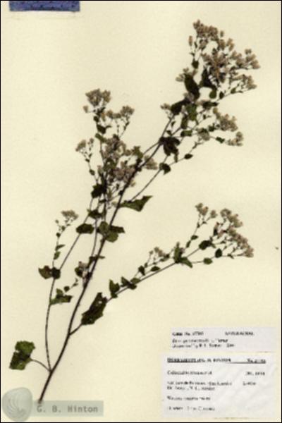 URN_catalog_HBHinton_herbarium_27705.jpg.jpg