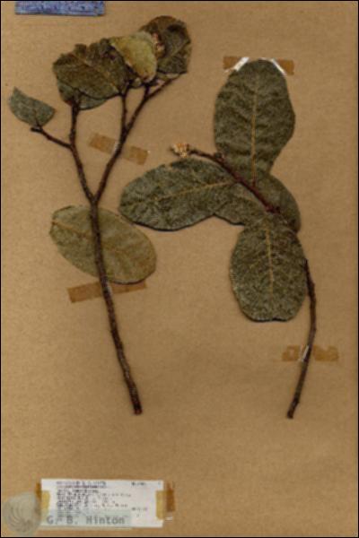 URN_catalog_HBHinton_herbarium_18082.jpg.jpg