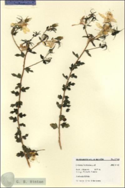 URN_catalog_HBHinton_herbarium_27768.jpg.jpg