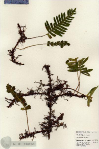 URN_catalog_HBHinton_herbarium_24018.jpg.jpg