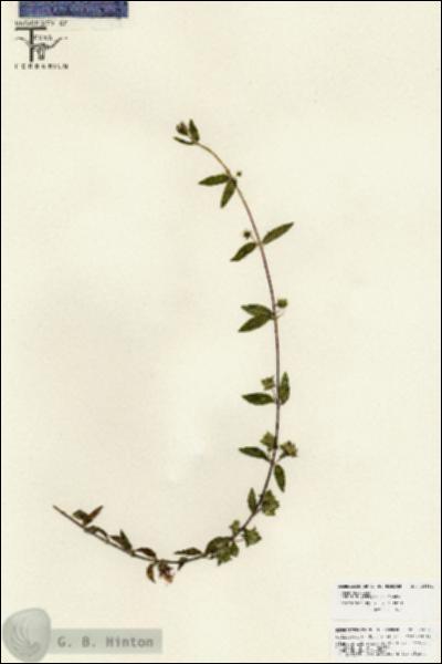 URN_catalog_HBHinton_herbarium_25881.jpg.jpg