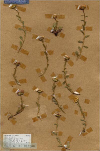 URN_catalog_HBHinton_herbarium_18666.jpg.jpg