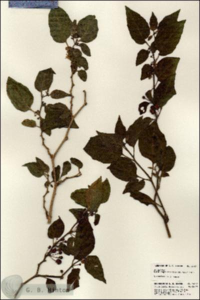 URN_catalog_HBHinton_herbarium_24227.jpg.jpg