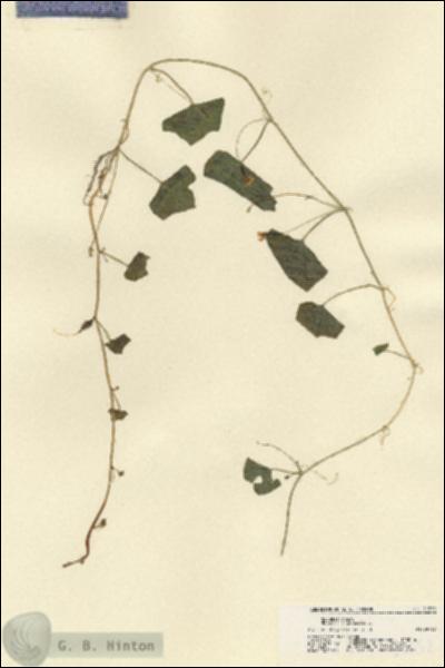 URN_catalog_HBHinton_herbarium_21552.jpg.jpg