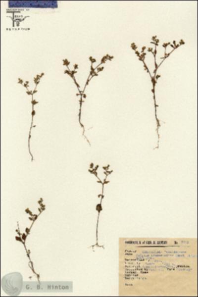 URN_catalog_HBHinton_herbarium_2142.jpg.jpg
