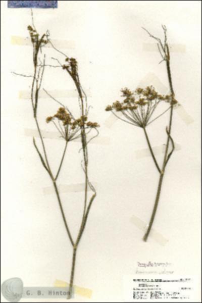 URN_catalog_HBHinton_herbarium_19482.jpg.jpg