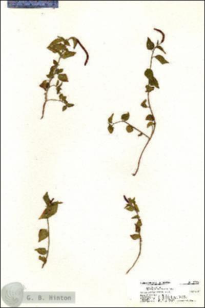 URN_catalog_HBHinton_herbarium_20374.jpg.jpg