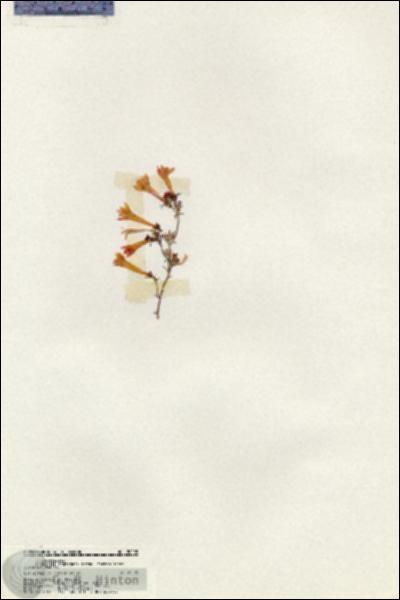 URN_catalog_HBHinton_herbarium_20203.jpg.jpg