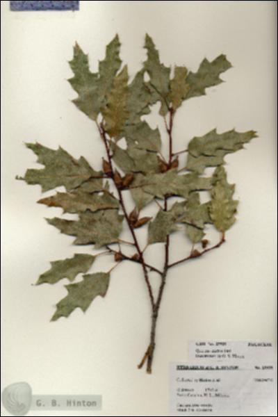 URN_catalog_HBHinton_herbarium_25939.jpg.jpg