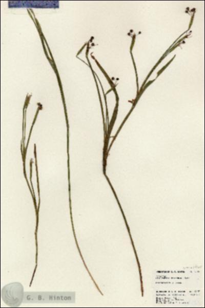 URN_catalog_HBHinton_herbarium_24133.jpg.jpg