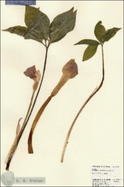 URN_catalog_HBHinton_herbarium_22739.jpg.jpg