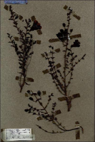 URN_catalog_HBHinton_herbarium_18254.jpg.jpg