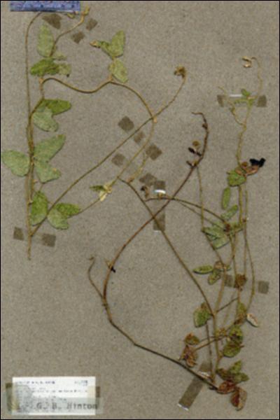 URN_catalog_HBHinton_herbarium_17735.jpg.jpg