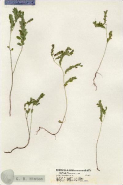 URN_catalog_HBHinton_herbarium_20559.jpg.jpg