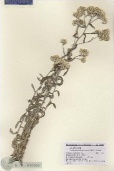 URN_catalog_HBHinton_herbarium_28290.jpg.jpg