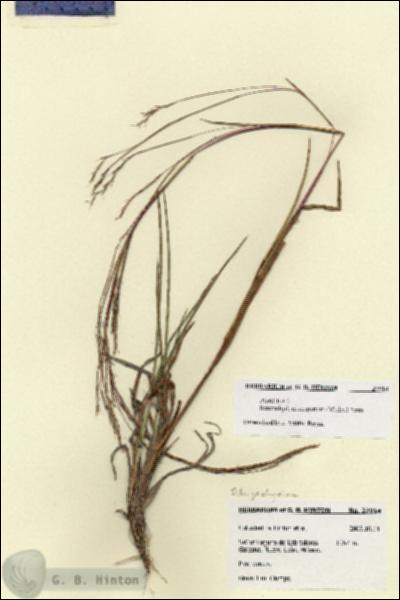URN_catalog_HBHinton_herbarium_27914.jpg.jpg