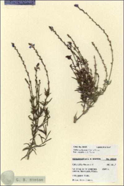 URN_catalog_HBHinton_herbarium_28025.jpg.jpg