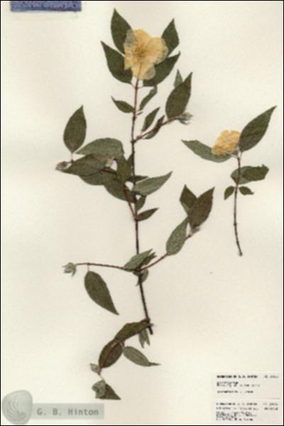 URN_catalog_HBHinton_herbarium_24093.jpg.jpg