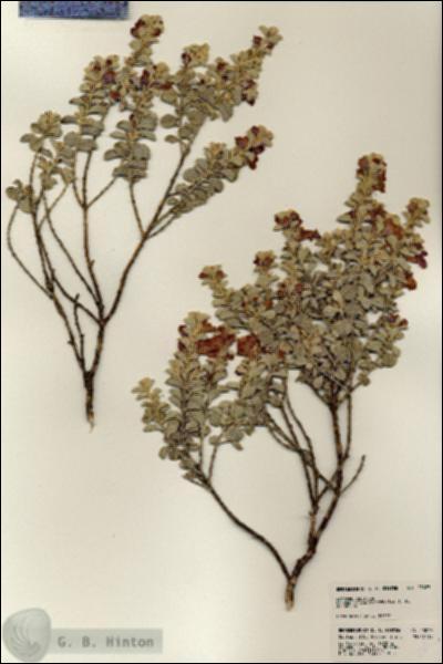 URN_catalog_HBHinton_herbarium_23023.jpg.jpg