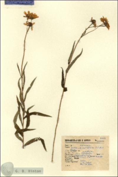 URN_catalog_HBHinton_herbarium_15052.jpg.jpg