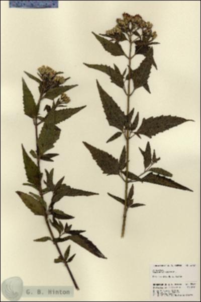 URN_catalog_HBHinton_herbarium_22467.jpg.jpg