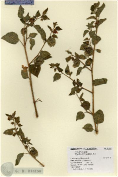 URN_catalog_HBHinton_herbarium_17182.jpg.jpg