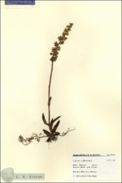 URN_catalog_HBHinton_herbarium_27777.jpg.jpg