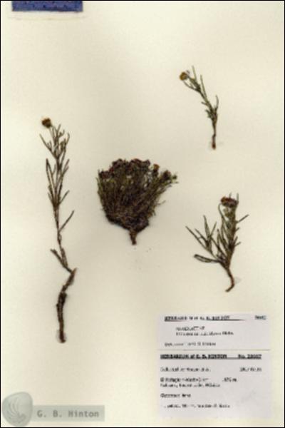 URN_catalog_HBHinton_herbarium_28607.jpg.jpg