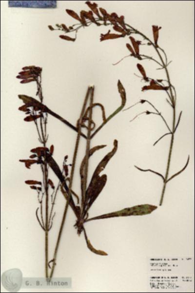 URN_catalog_HBHinton_herbarium_24577.jpg.jpg
