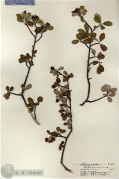 URN_catalog_HBHinton_herbarium_21329.jpg.jpg