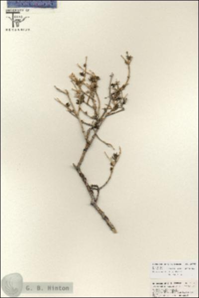 URN_catalog_HBHinton_herbarium_25748.jpg.jpg