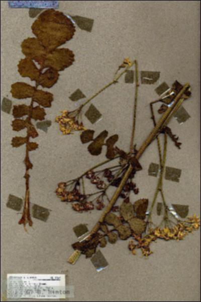 URN_catalog_HBHinton_herbarium_19069.jpg.jpg