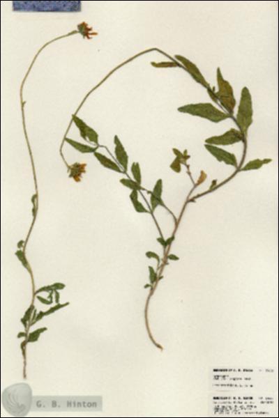 URN_catalog_HBHinton_herbarium_23625.jpg.jpg