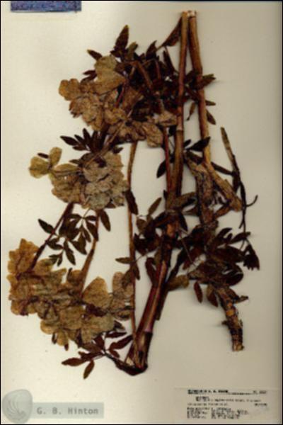 URN_catalog_HBHinton_herbarium_22234.jpg.jpg