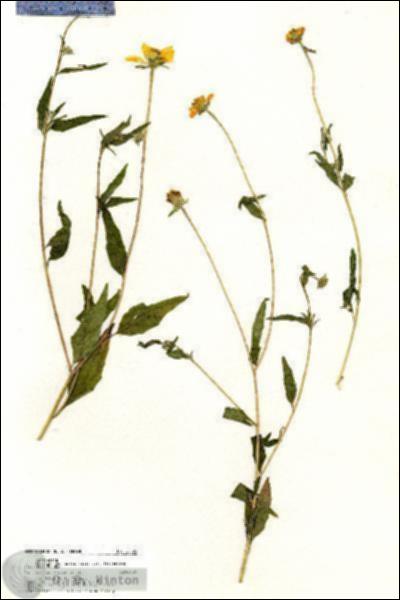 URN_catalog_HBHinton_herbarium_20523.jpg.jpg