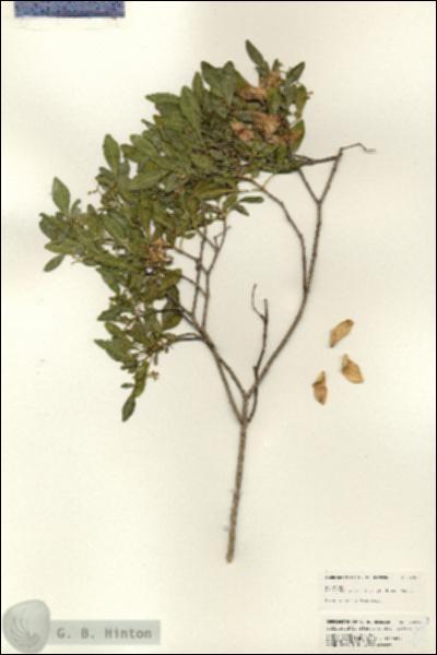 URN_catalog_HBHinton_herbarium_24966.jpg.jpg