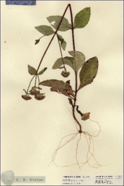 URN_catalog_HBHinton_herbarium_23428.jpg.jpg