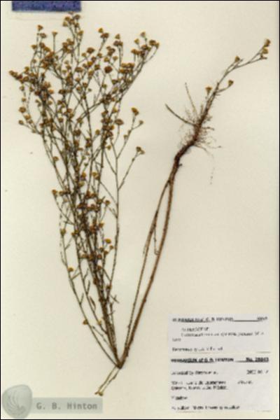 URN_catalog_HBHinton_herbarium_28043.jpg.jpg