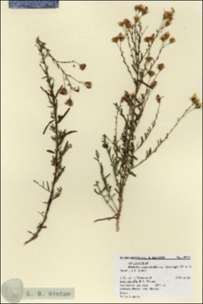 URN_catalog_HBHinton_herbarium_18571.jpg.jpg