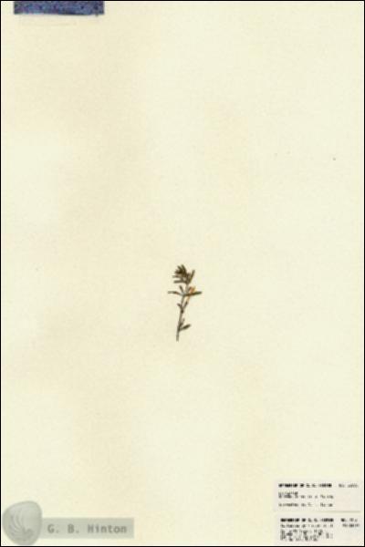 URN_catalog_HBHinton_herbarium_22730.jpg.jpg