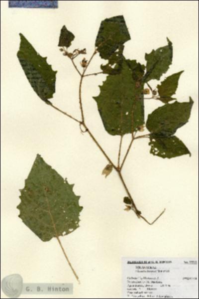URN_catalog_HBHinton_herbarium_22212.jpg.jpg