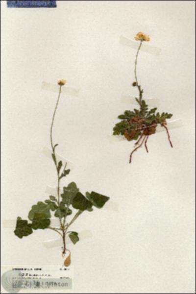 URN_catalog_HBHinton_herbarium_20042.jpg.jpg