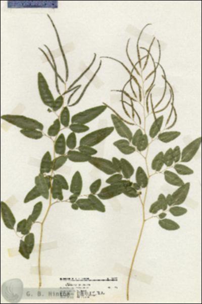 URN_catalog_HBHinton_herbarium_20057.jpg.jpg