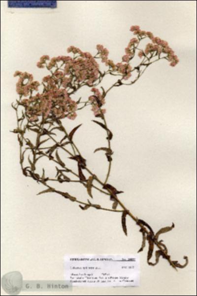 URN_catalog_HBHinton_herbarium_20892.jpg.jpg